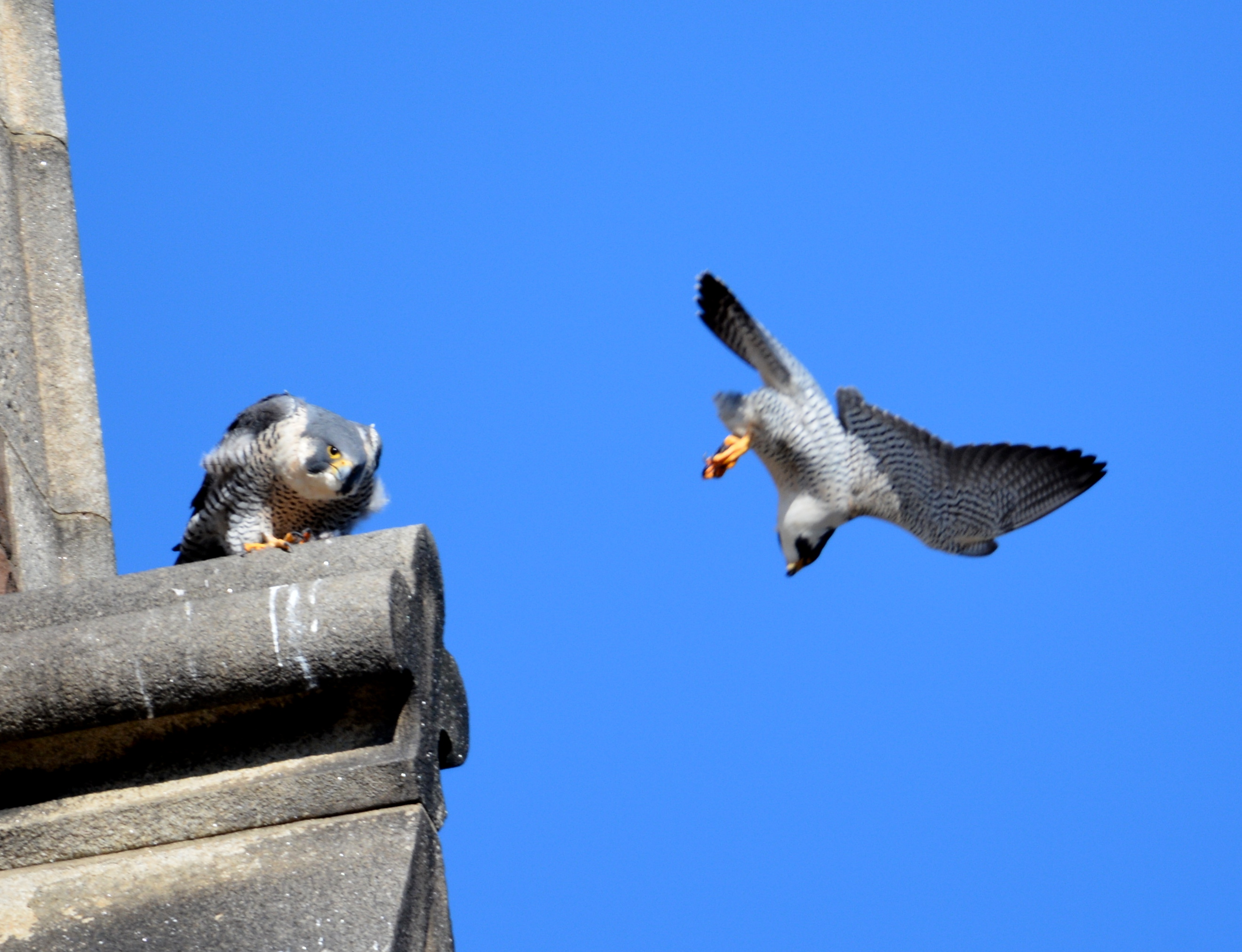 Ares flies off from an aborted mating attempt