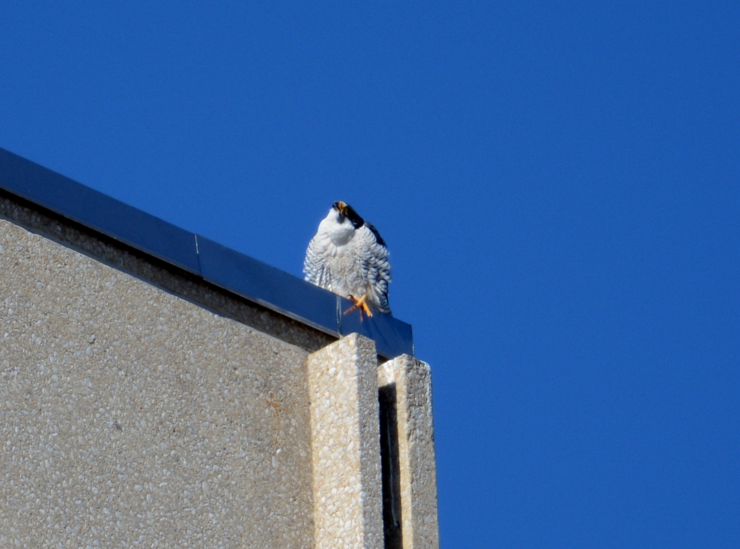 Ares looks up after giving  chatter alarm calls