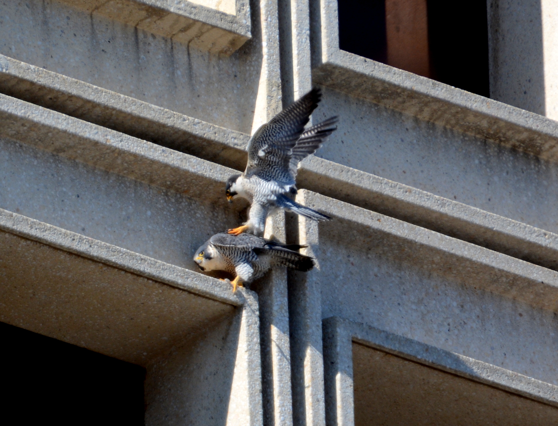 Mating on the State Building