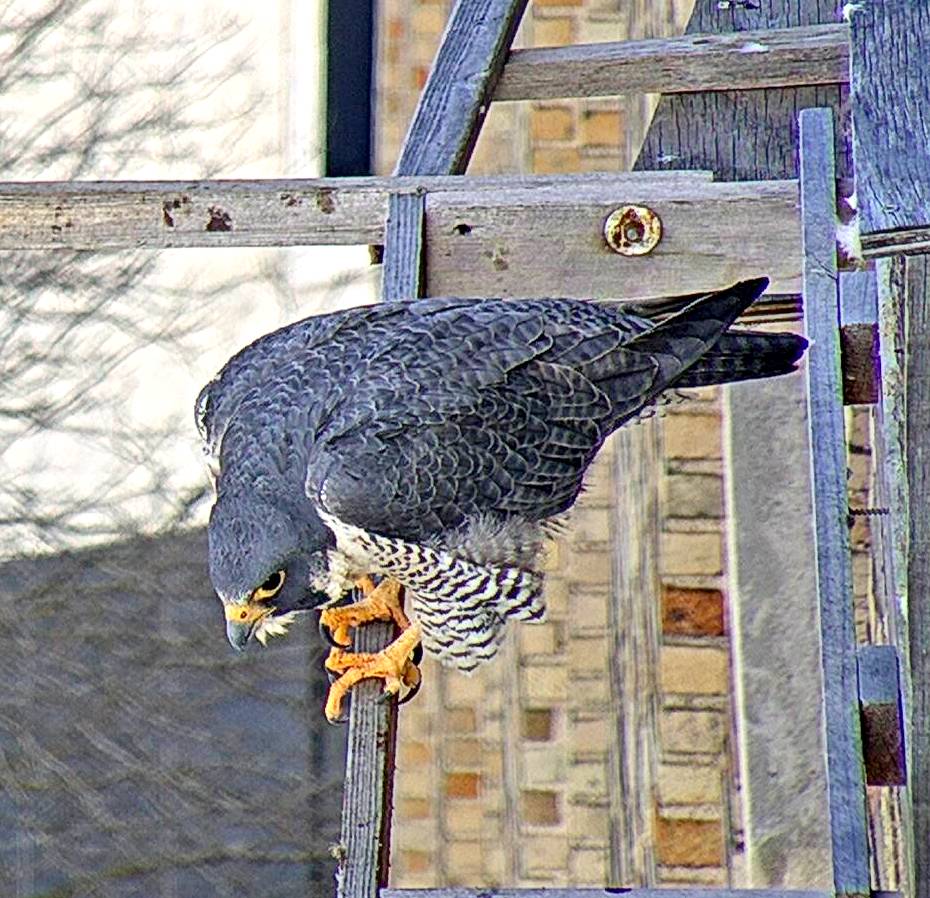 Astrid on the cross perch