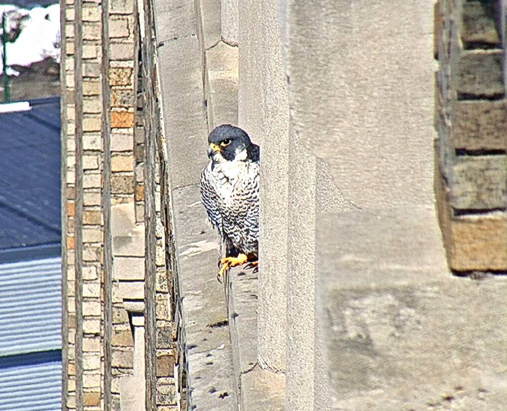 Astrid on a window ledge west of the nest box