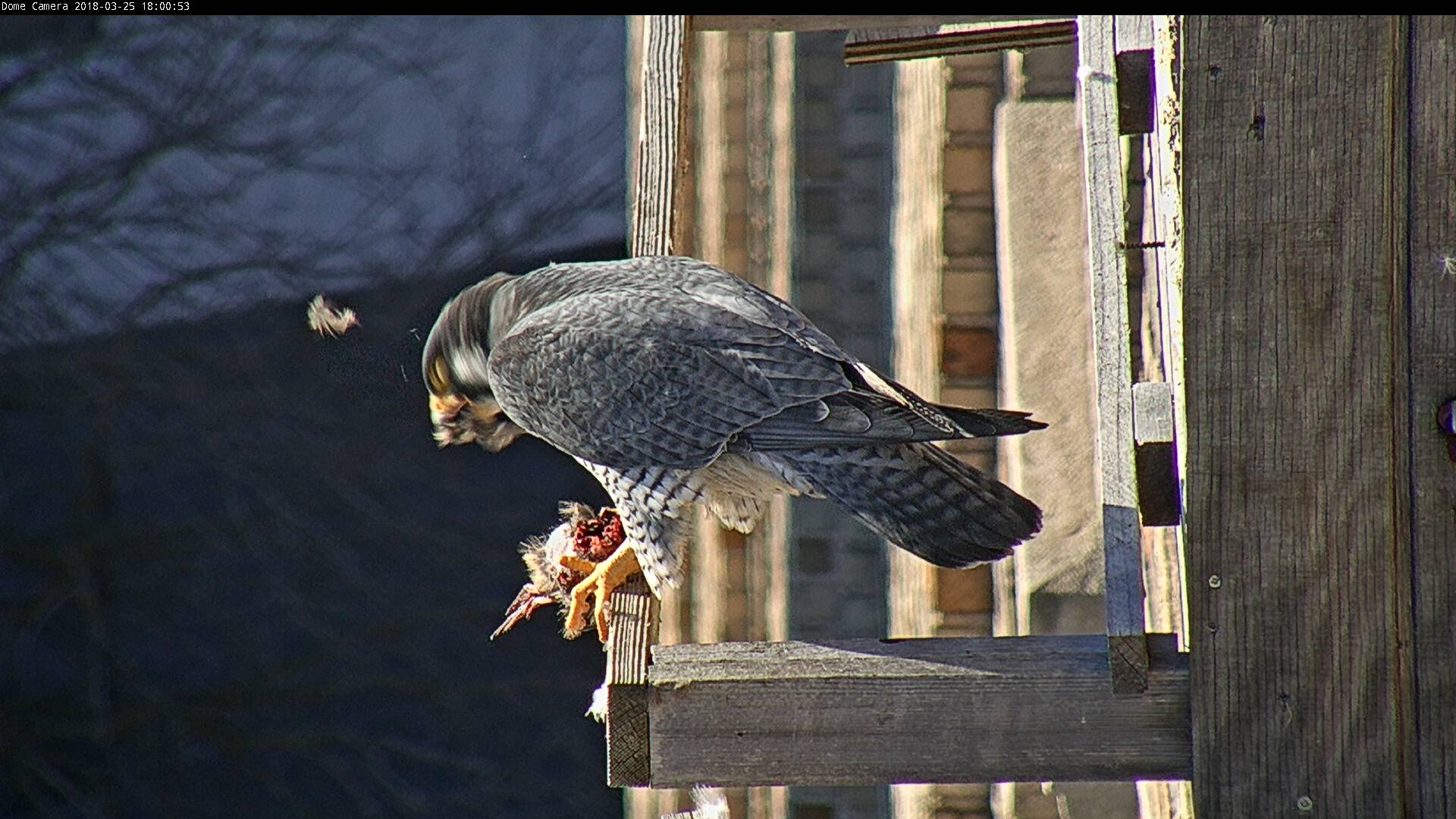 Ares getting some dinner