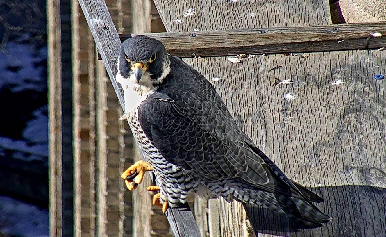 Astrid on the perch on East Veranda