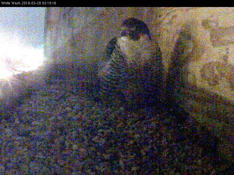 Astrid on the nest very early in the morning