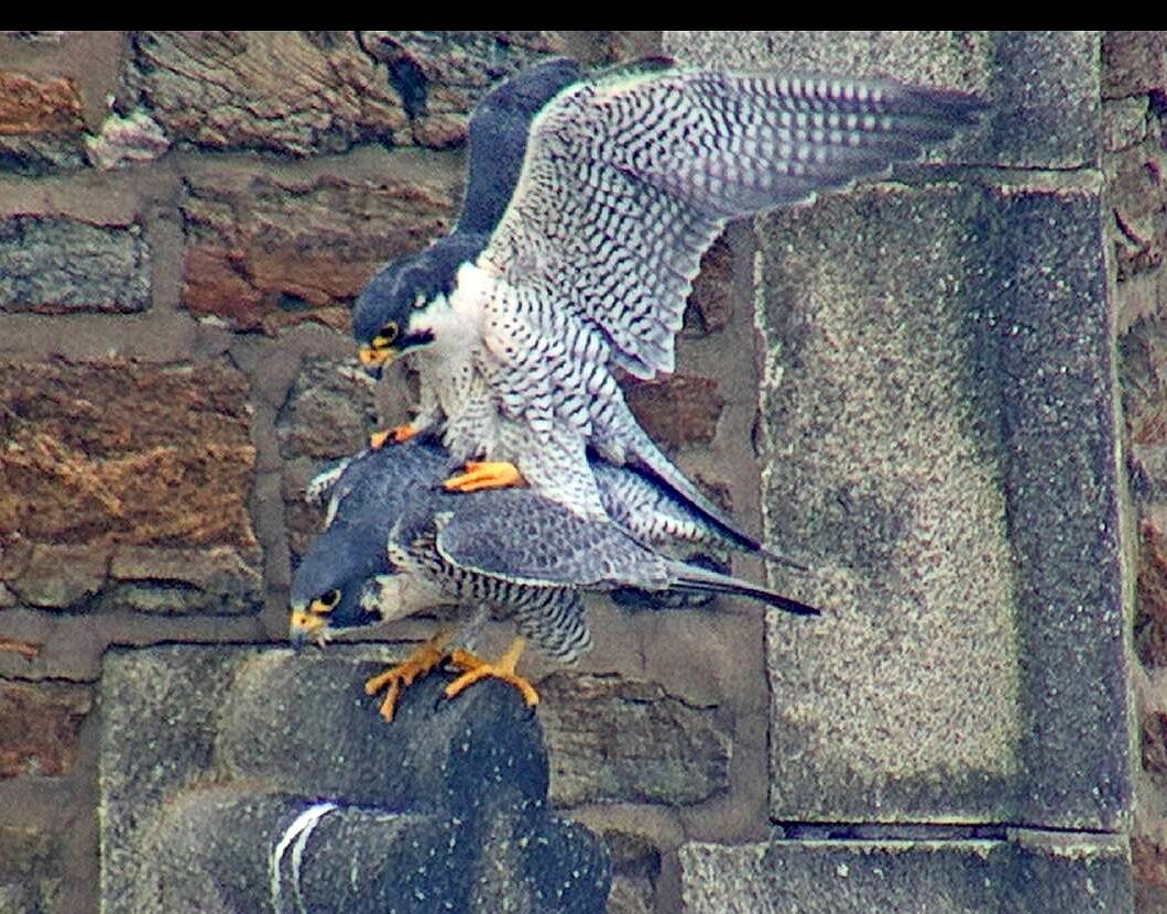 Mating on the steeple