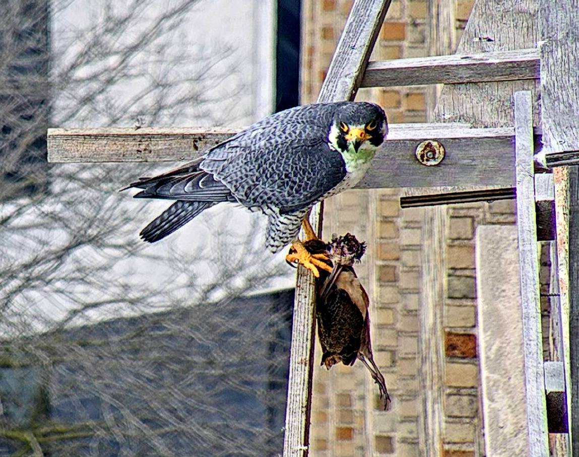 Ares with his Woodcock prey