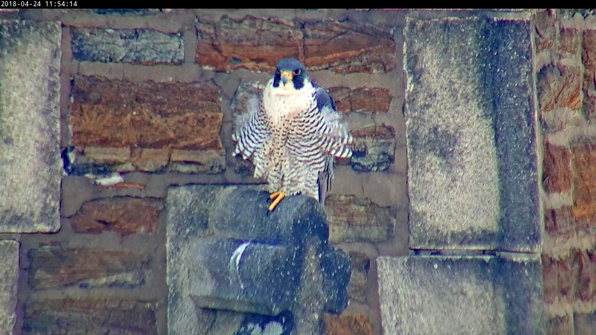 Astrid on the steeple with feathers ruffled by the wind