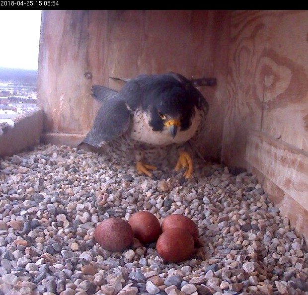 Astrid coming onto the eggs