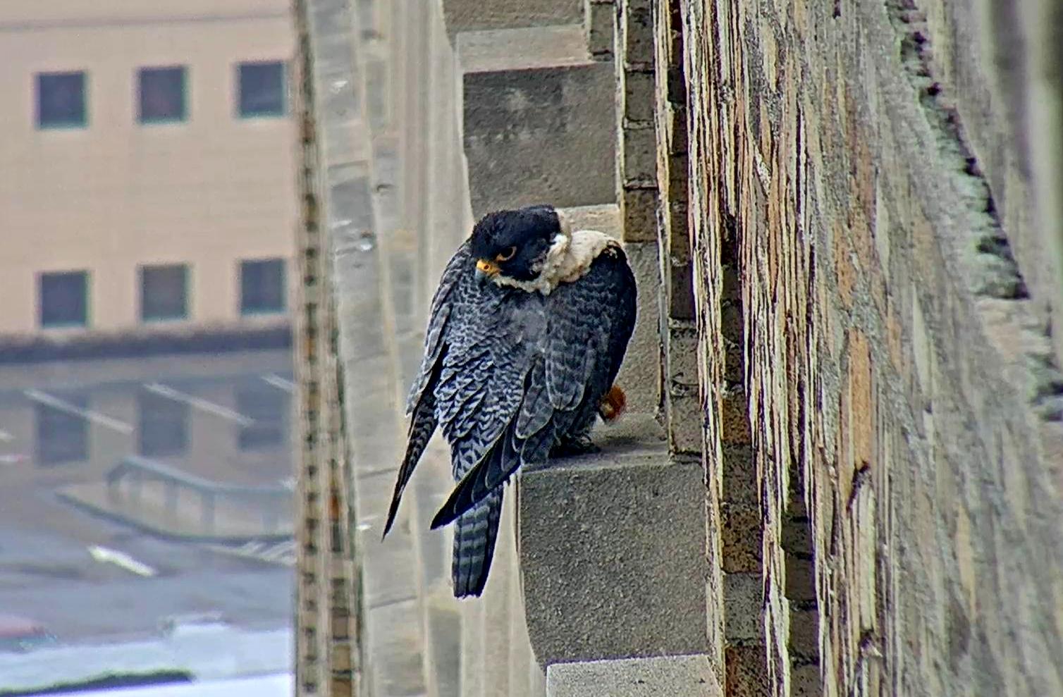 Astrid preens on a pillar above the nest box