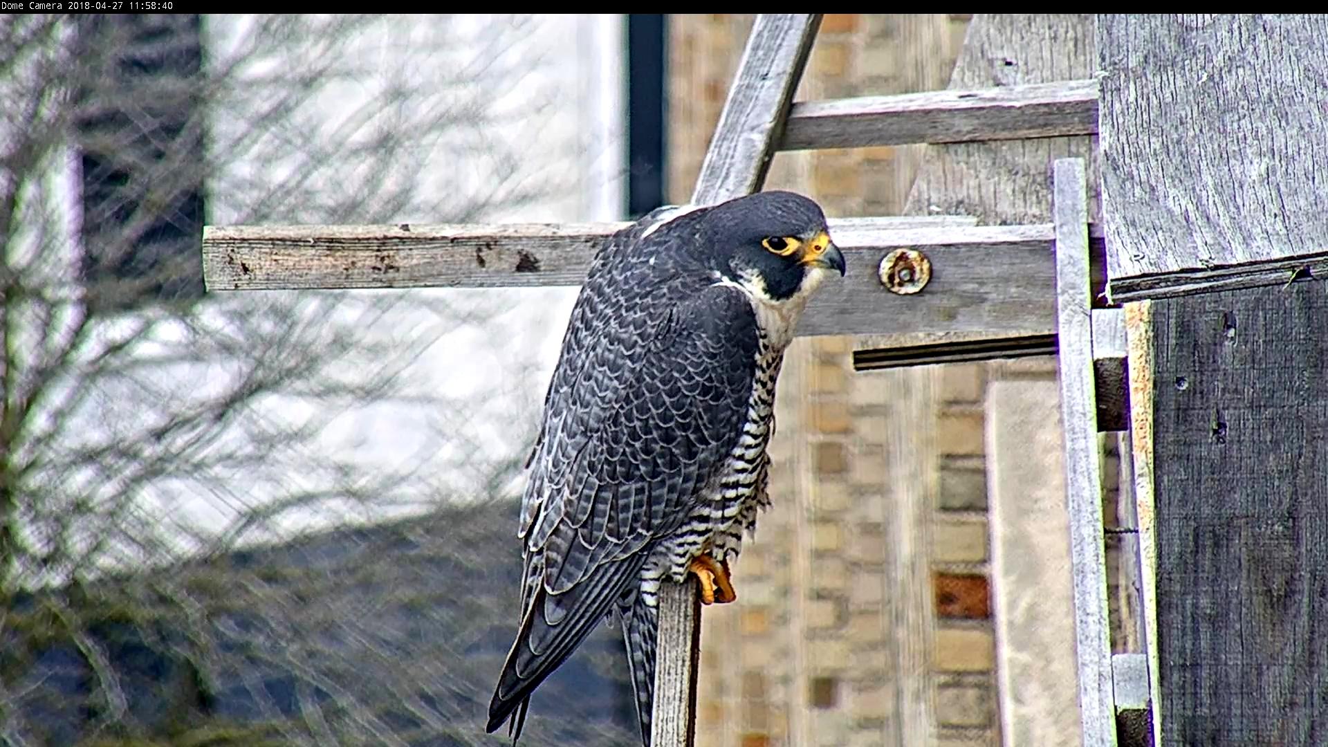 Astrid on the cross-perch