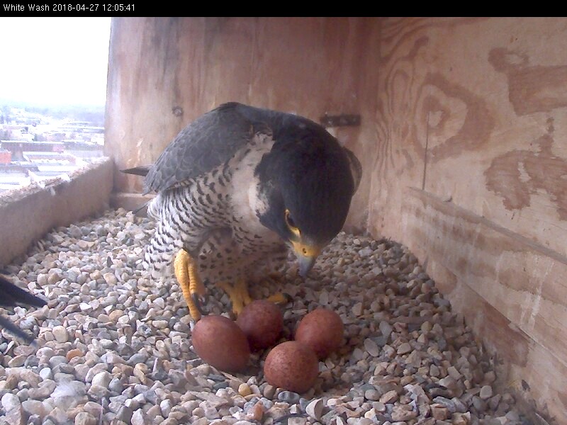 Astrid climbs onto the eggs