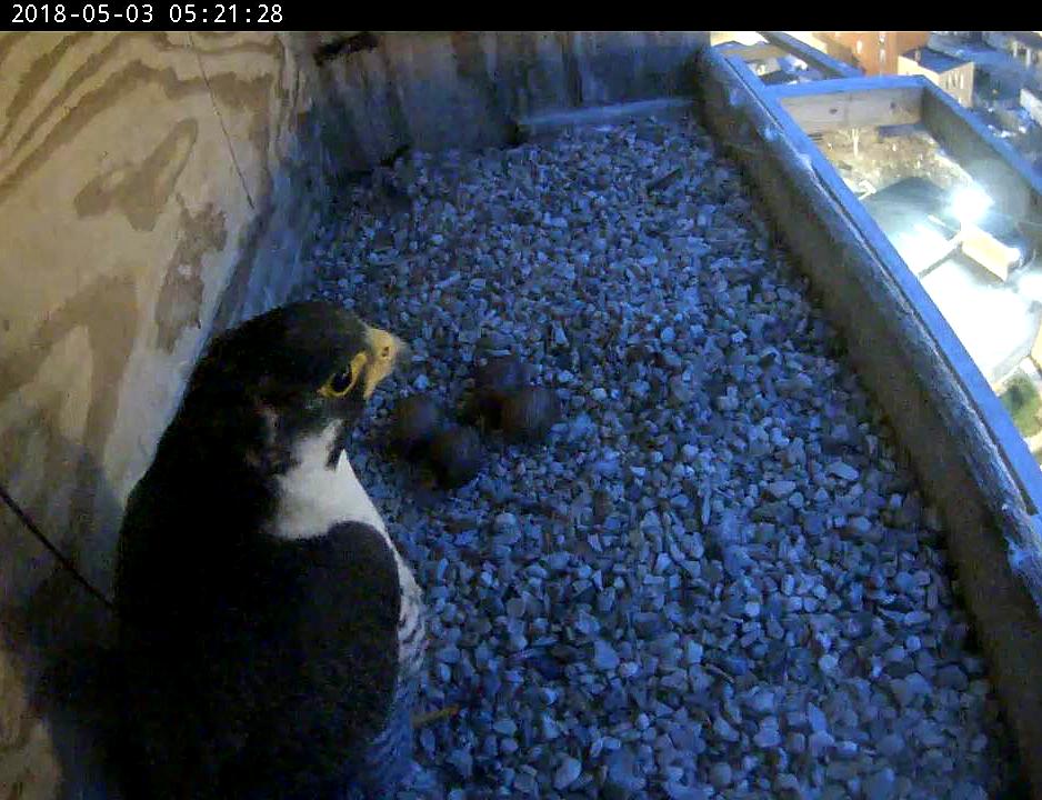 Ares gets his first shift on the eggs