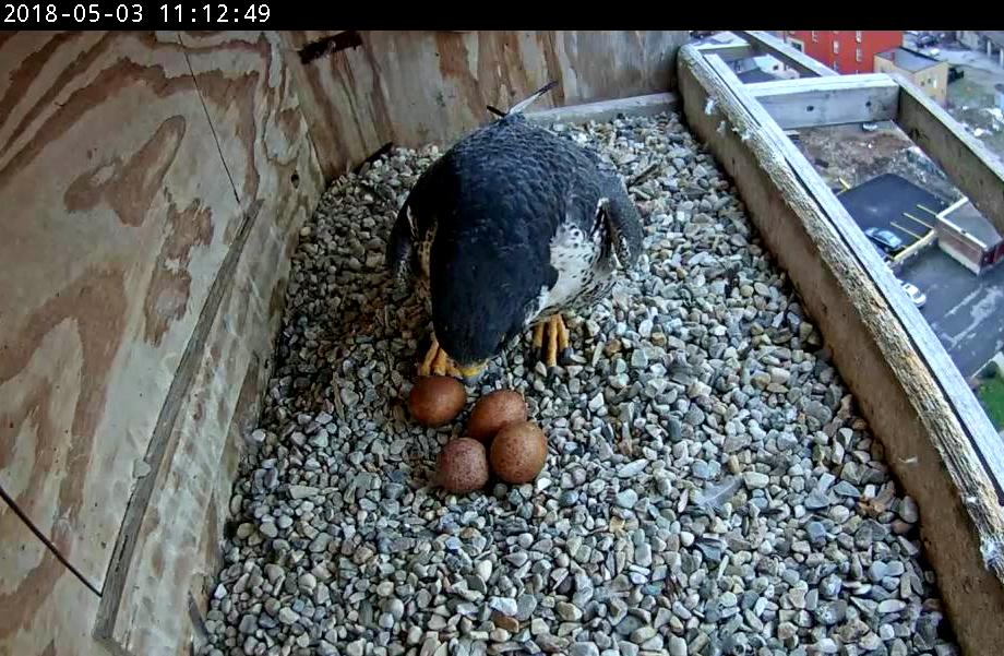 Astrid checks the eggs before climbing on