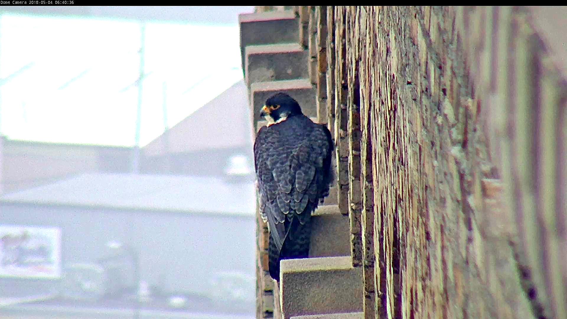 Astrid was on top of a pillar west of the nest box