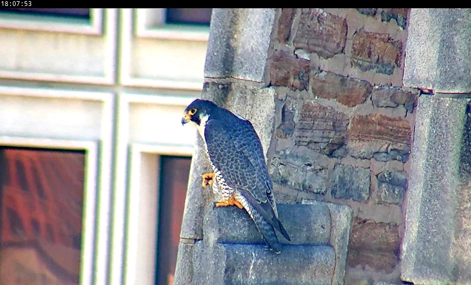 Astrid on the steeple