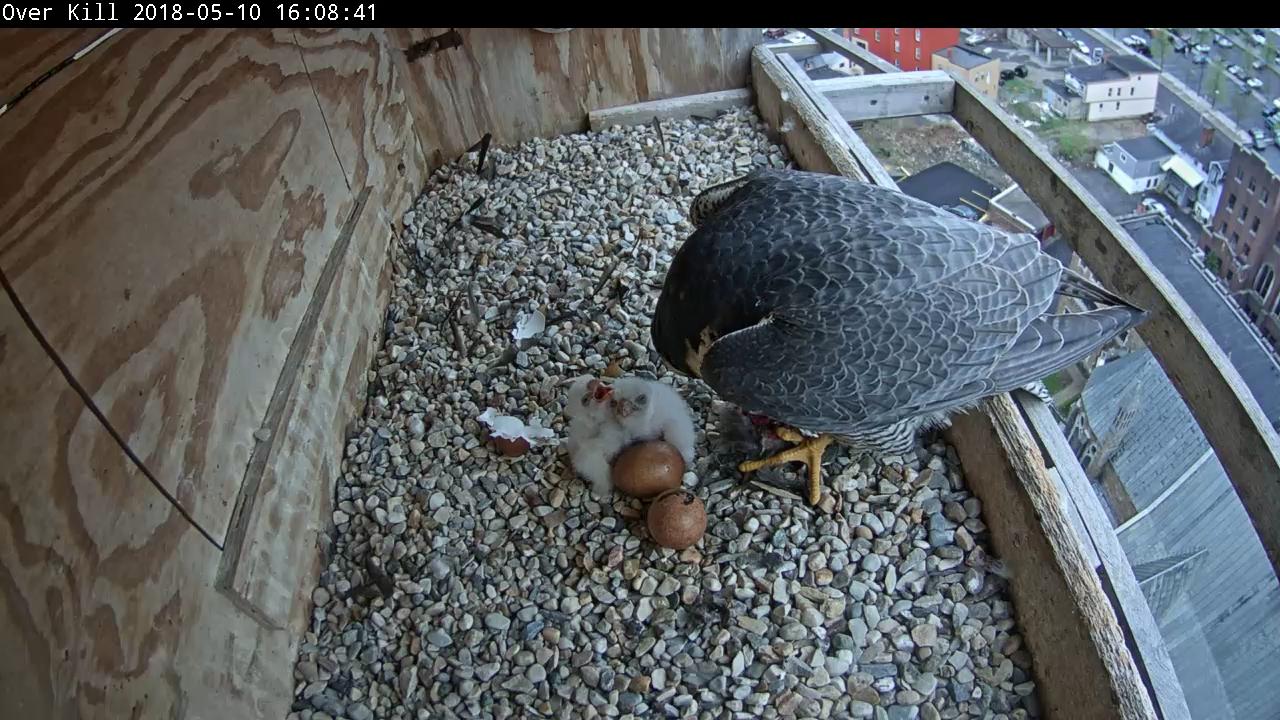 One cracked egg and one likely pipped egg  visible in front of the chicks