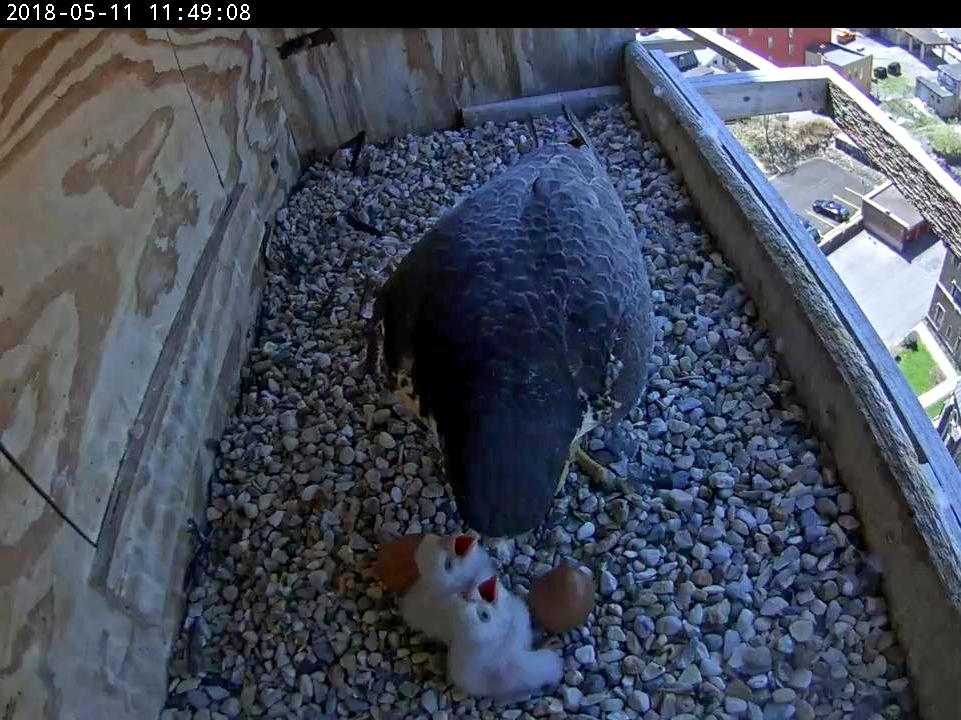 Astrid feeds the two nestlings