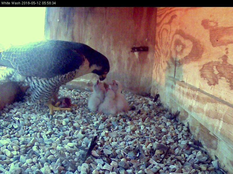 Astrid feeding the three chicks