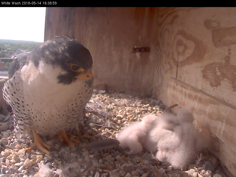 Ares looks at the chick heap