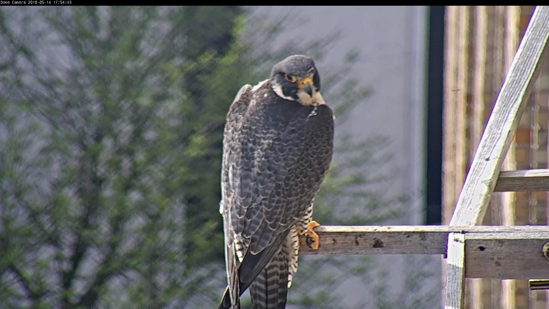 Astrid on the long perch