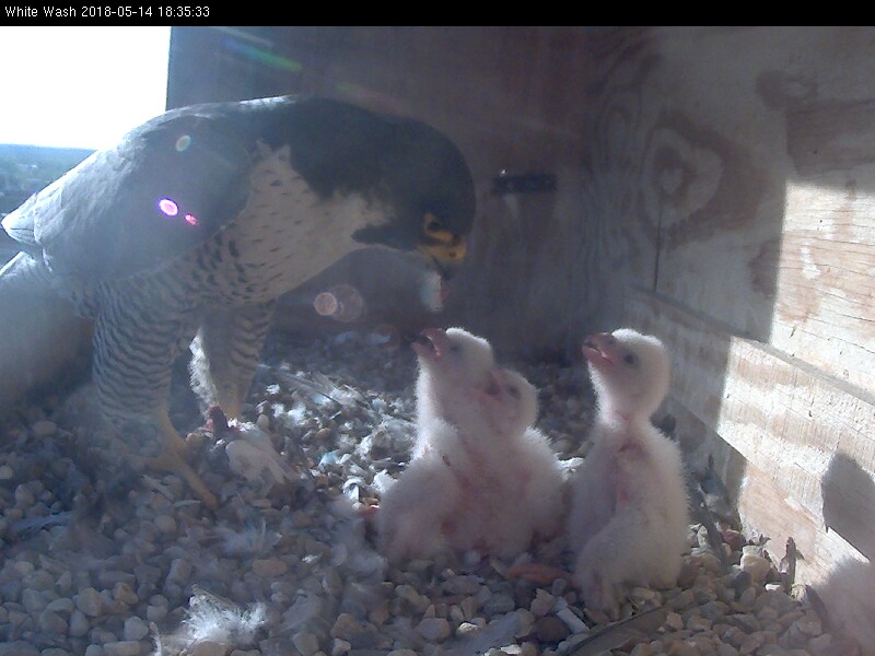 Astrid feeding the chicks