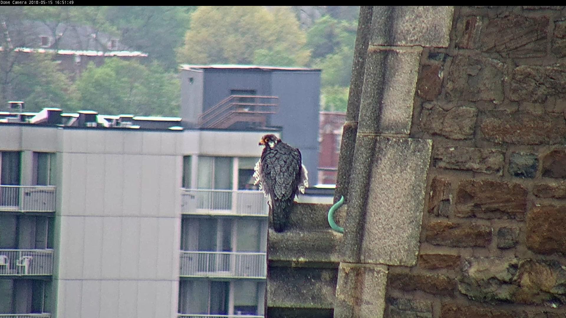 Ares on the back side of the steeple