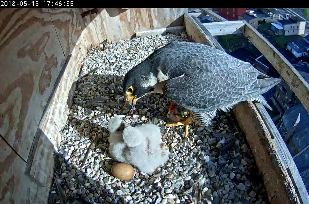 Astrid feeds the chicks again