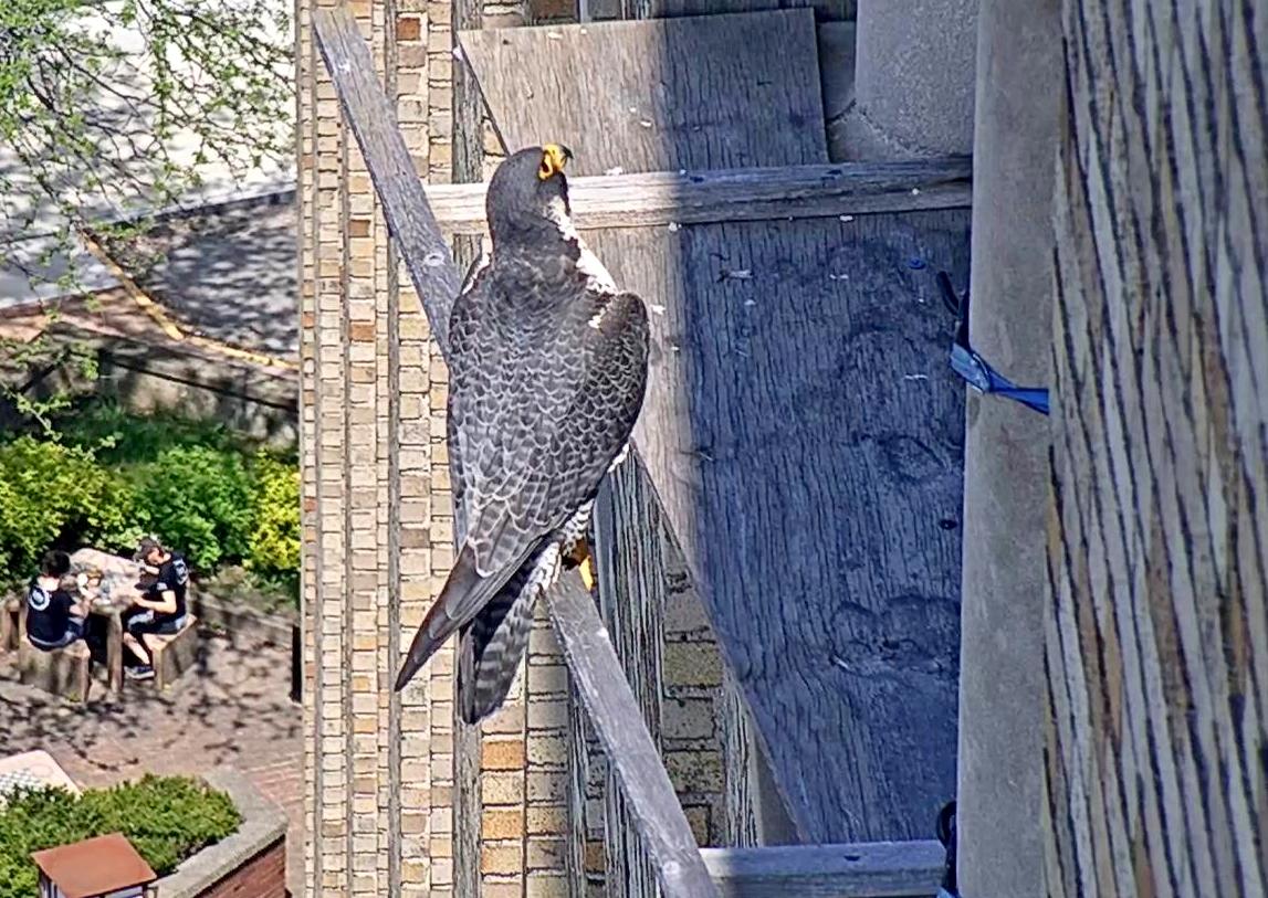 Astrid peers at the window from the east veranda