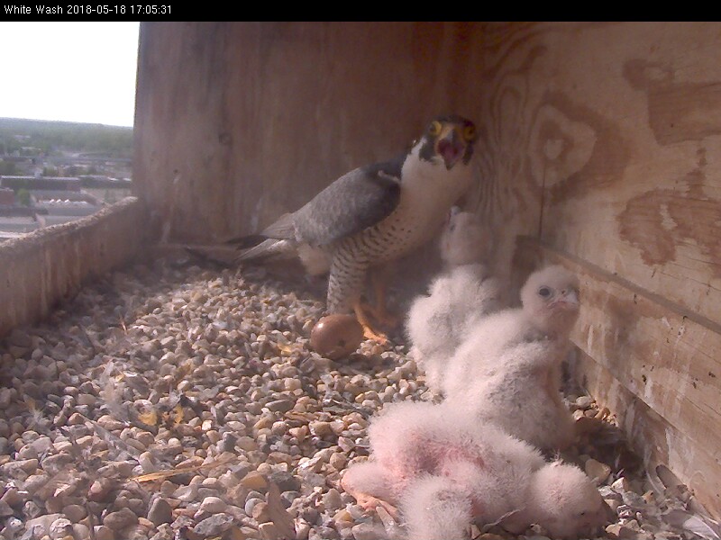 Ares trying to corral the chicks