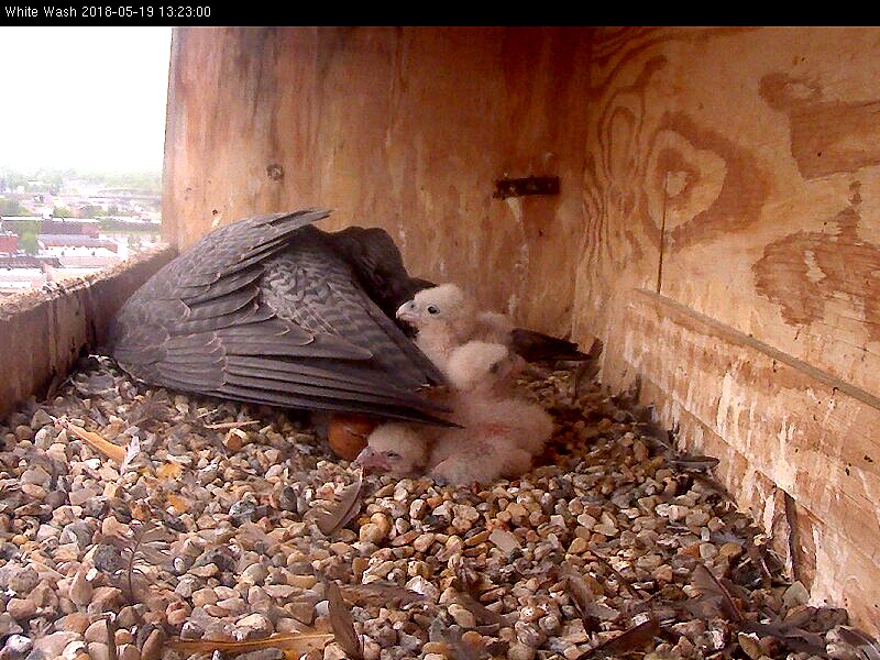 Astrid trying to keep the chicks covered while she digs in the corner