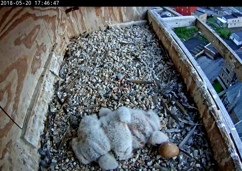 The chicks are looking large when compared to the egg