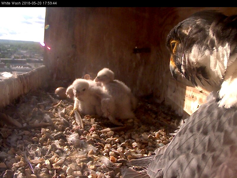 Ares casting a glance at the chicks while preening