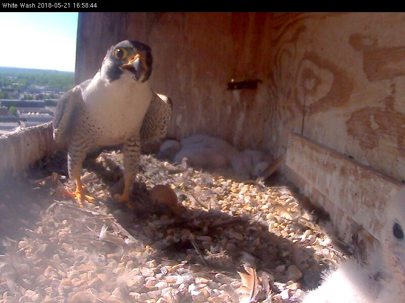 Ares shades the egg - Probably no need for that, buddy