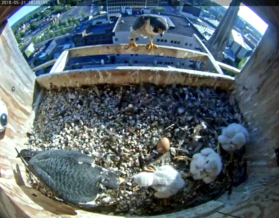 Ares checks on the chicks and Astrid checks on him checking on the chicks