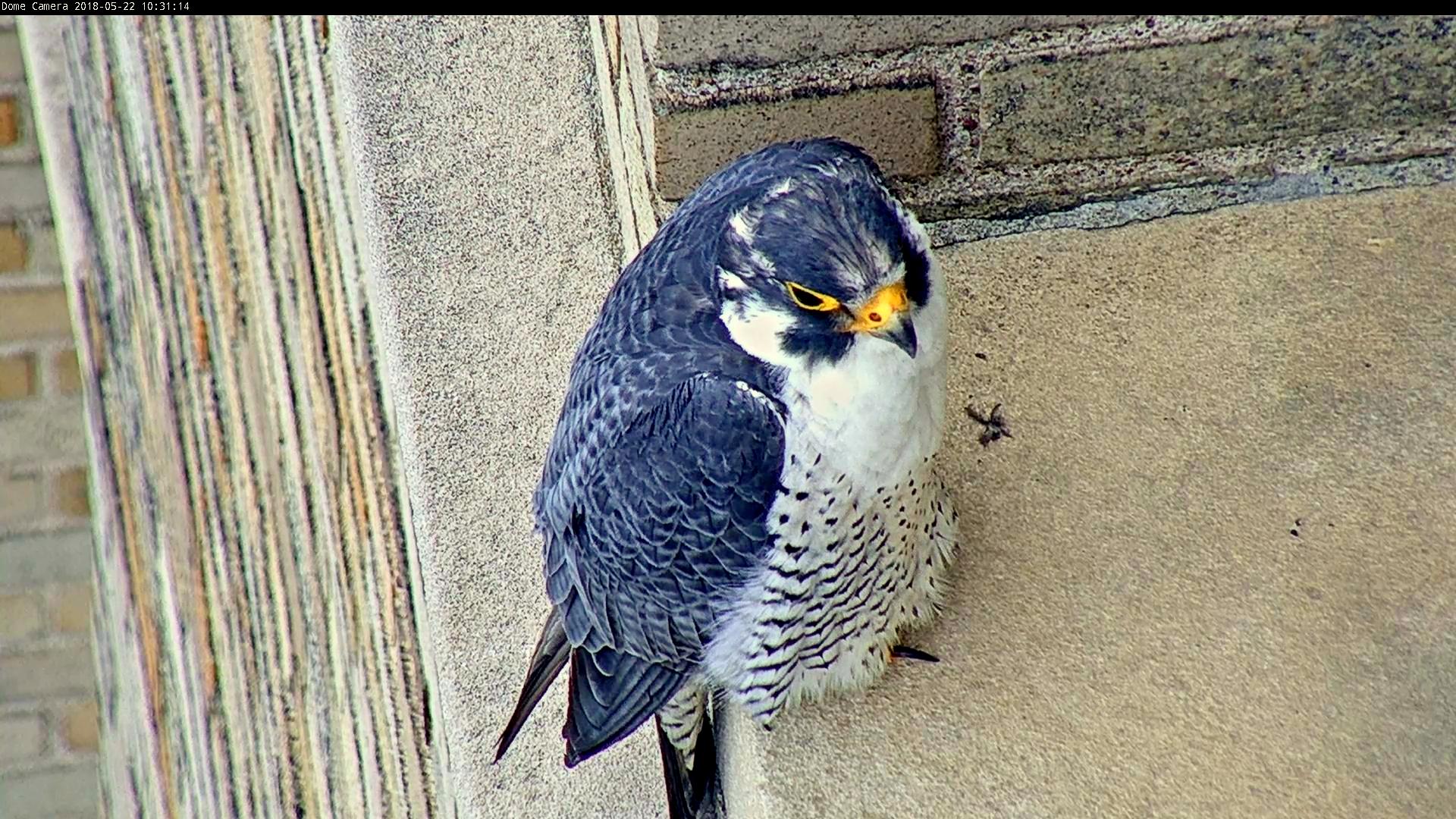 Ares perches on a ledge just east of the nest box