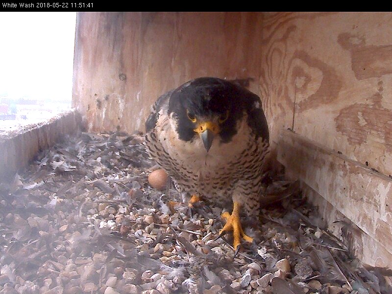 Astrid on her way to dig in the corner of the box 