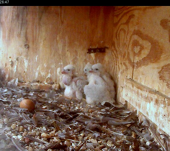 Growing Chicks with huge crops