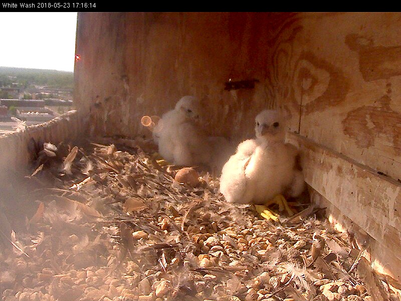 One of the big chicks does some walking around