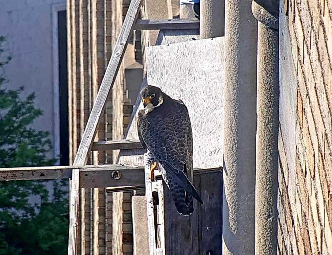 Astrid jumps up to perch on the roof of the nest box - why?