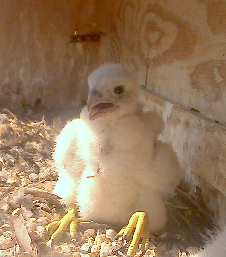 A close up on one of the big chicks