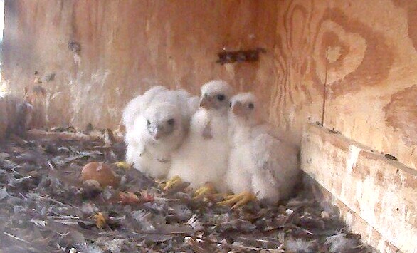 The three chicks - yet to be named