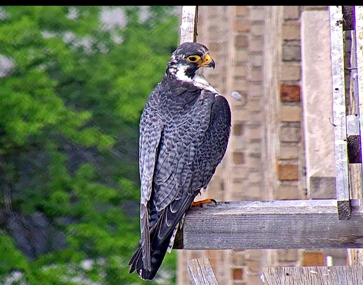 Ares on the long perch