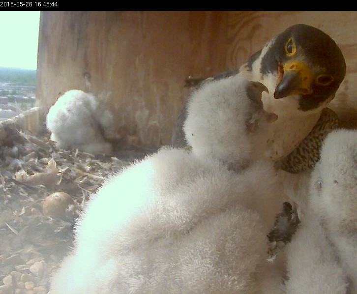 Great view of the feeding from the whitewash camera