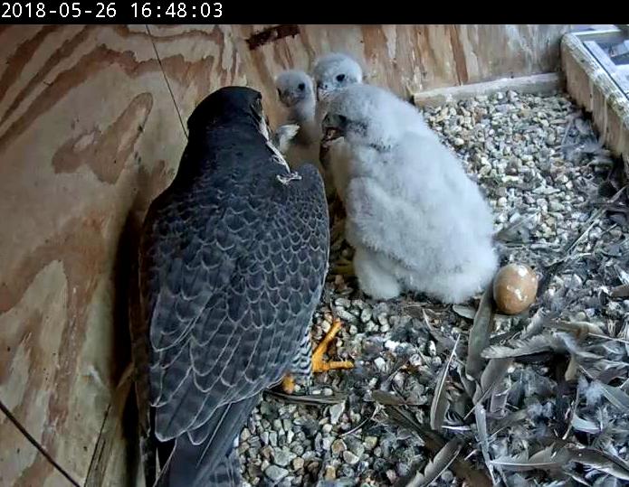 Astrid feeds the chicks