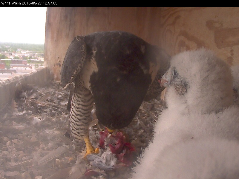 Astrid Feeding 