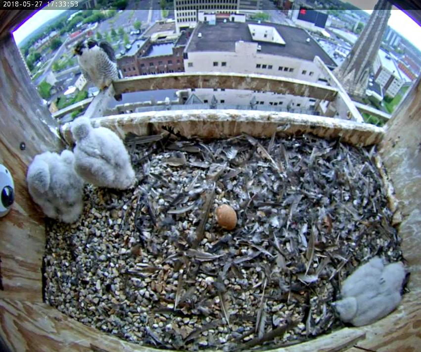 Two chicks watch their father out on the perch