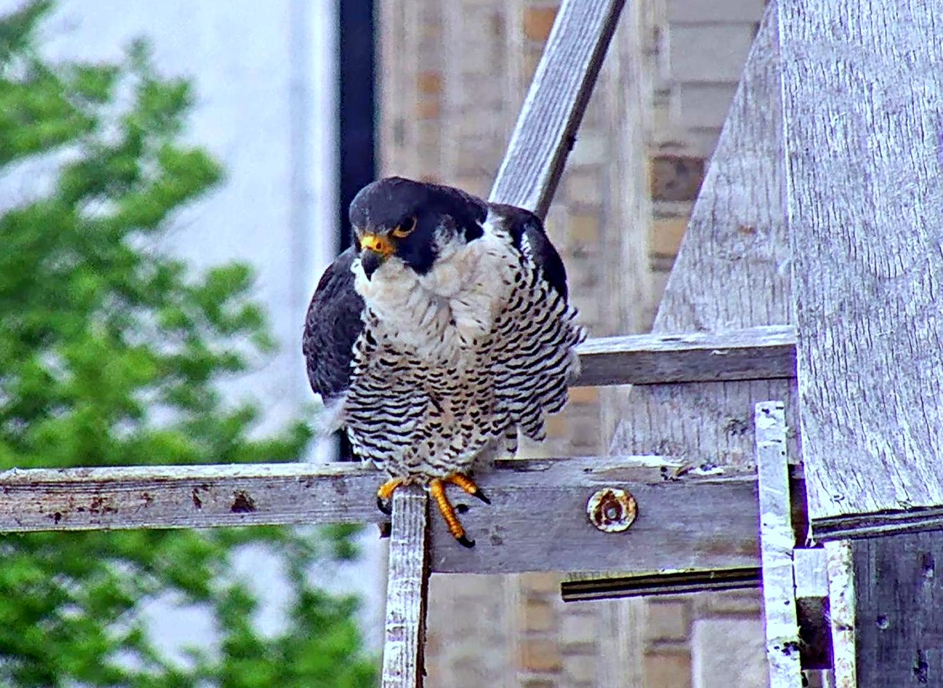 Astrid on the perch