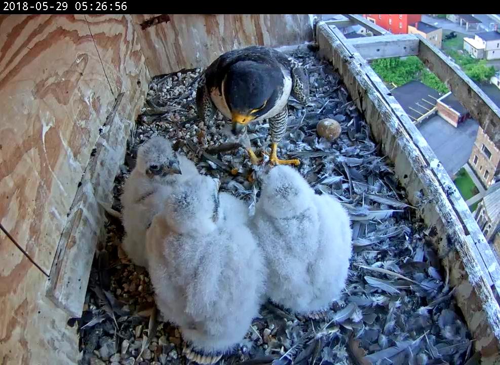 Astrid feeding the rapidly growing nestlings