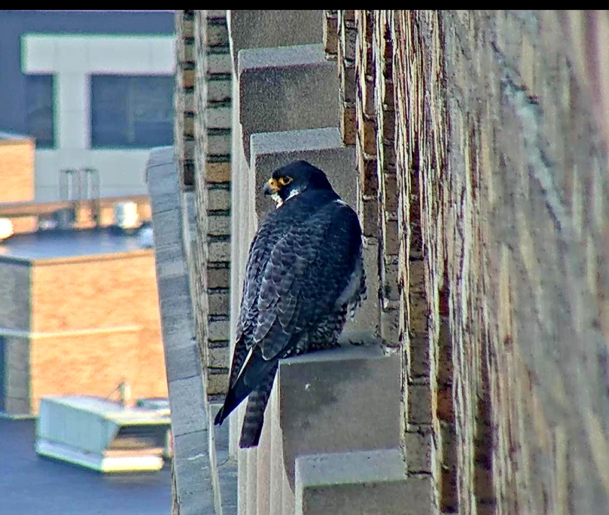 Astrid on the pillar west of the nest box