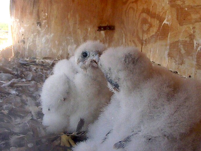 Two nestlings interacting